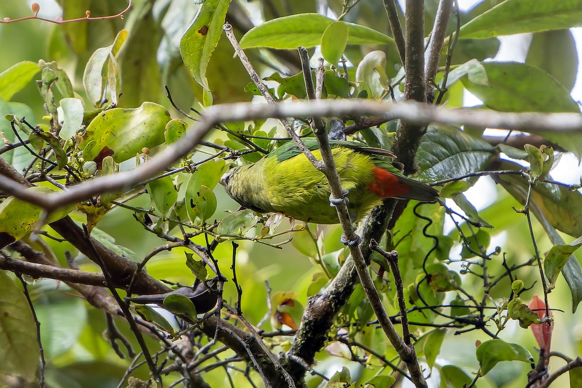 Madarasz's Tiger-Parrot - ML628871077