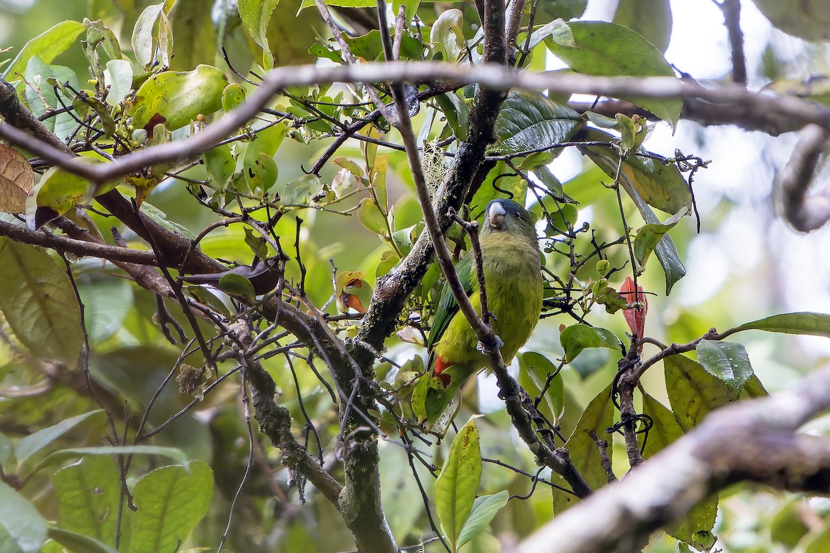 Madarasz's Tiger-Parrot - ML628871078