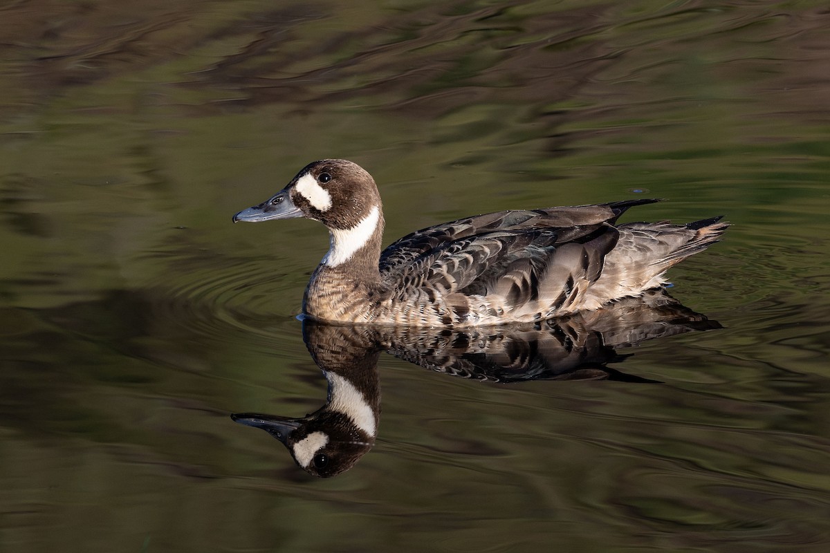 Spectacled Duck - ML628871103