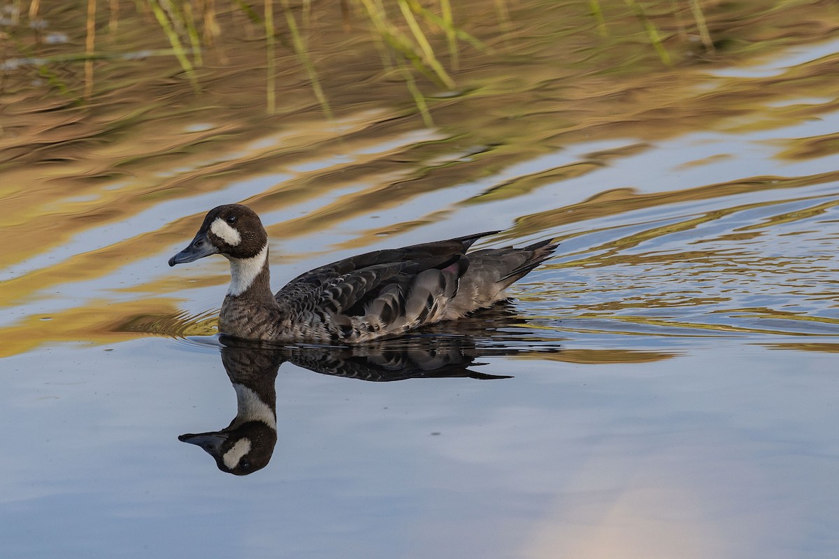 Spectacled Duck - ML628871104