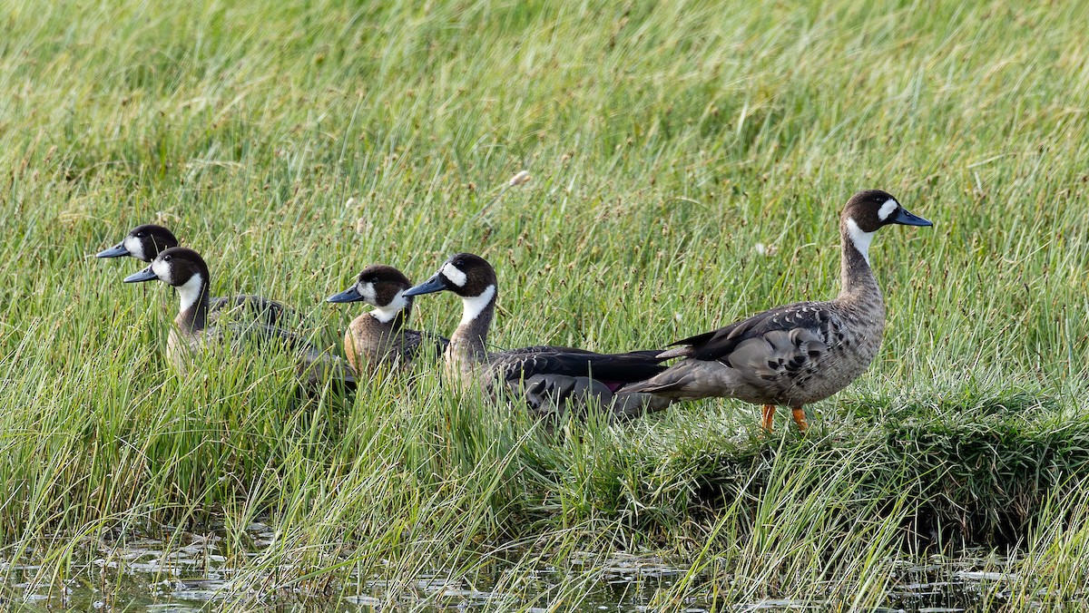 Spectacled Duck - ML628871105