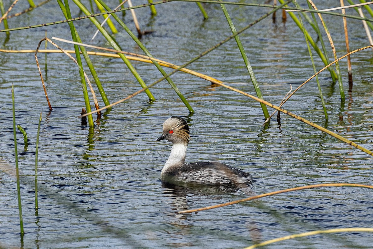 Silvery Grebe (Patagonian) - ML628871231