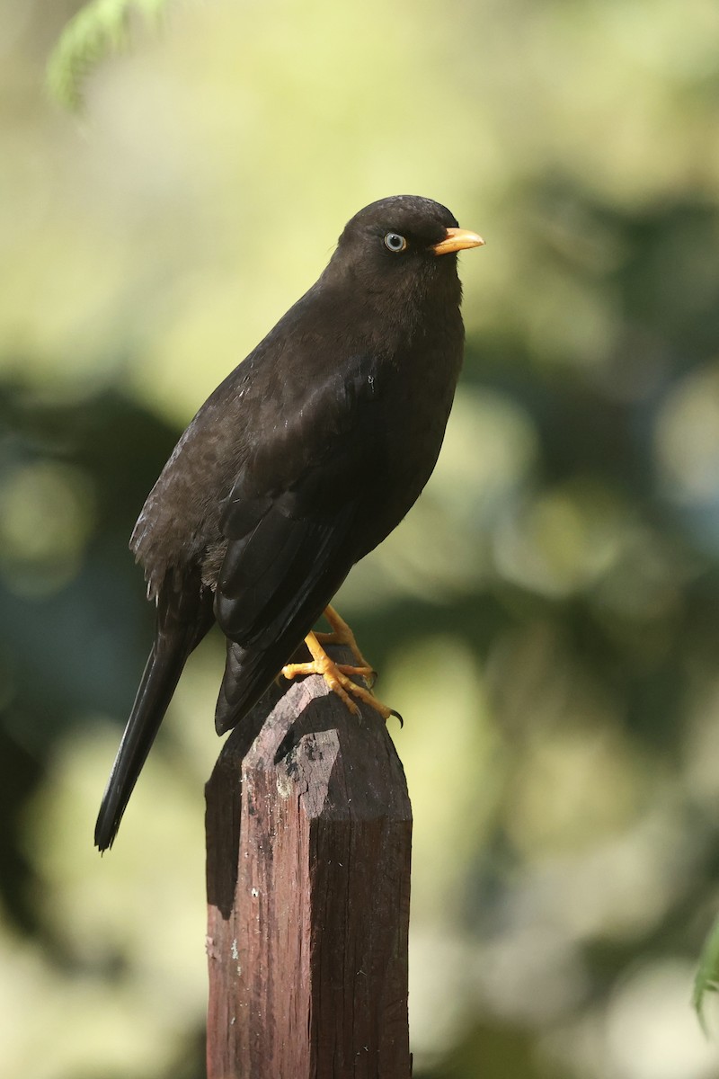 Sooty Thrush - ML628871235