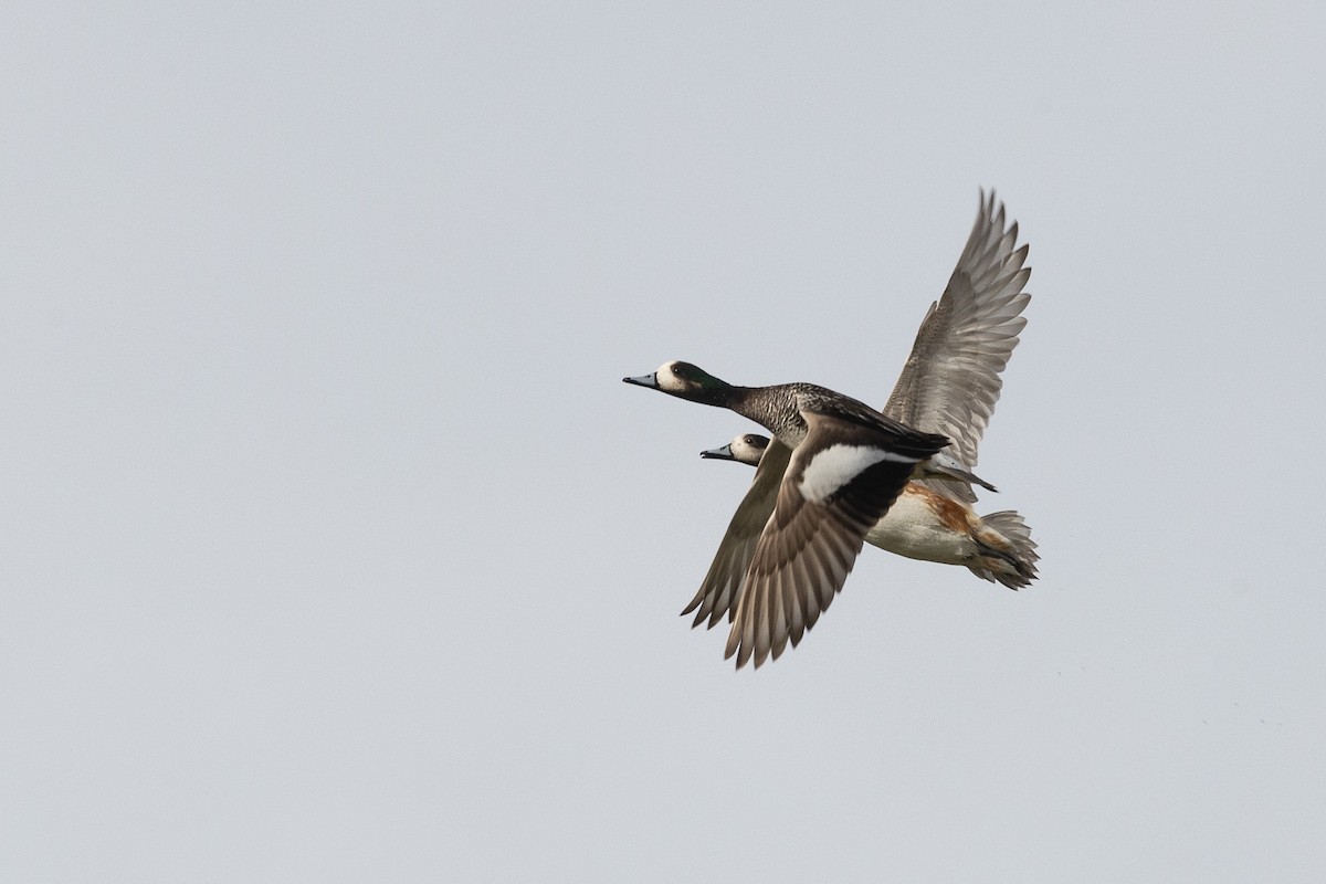 Chiloe Wigeon - ML628871245