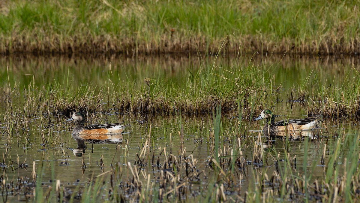 Chiloe Wigeon - ML628871246
