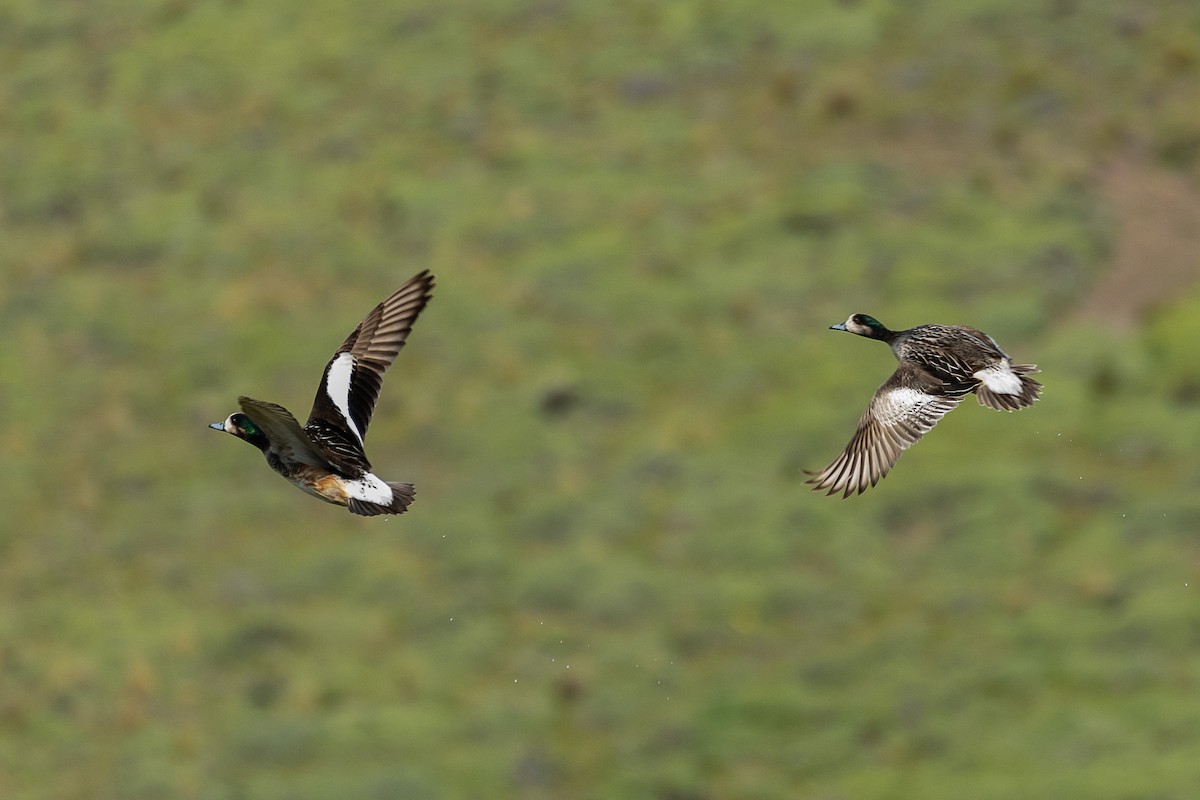 Chiloe Wigeon - ML628871247