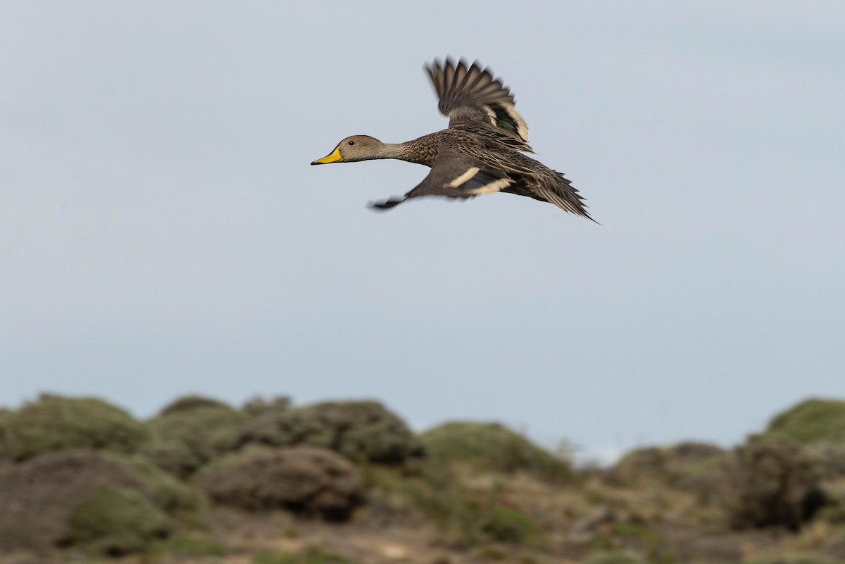 Yellow-billed Pintail (South American) - ML628871258