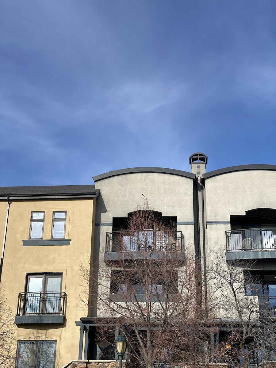 Black Phoebe - ML628871329