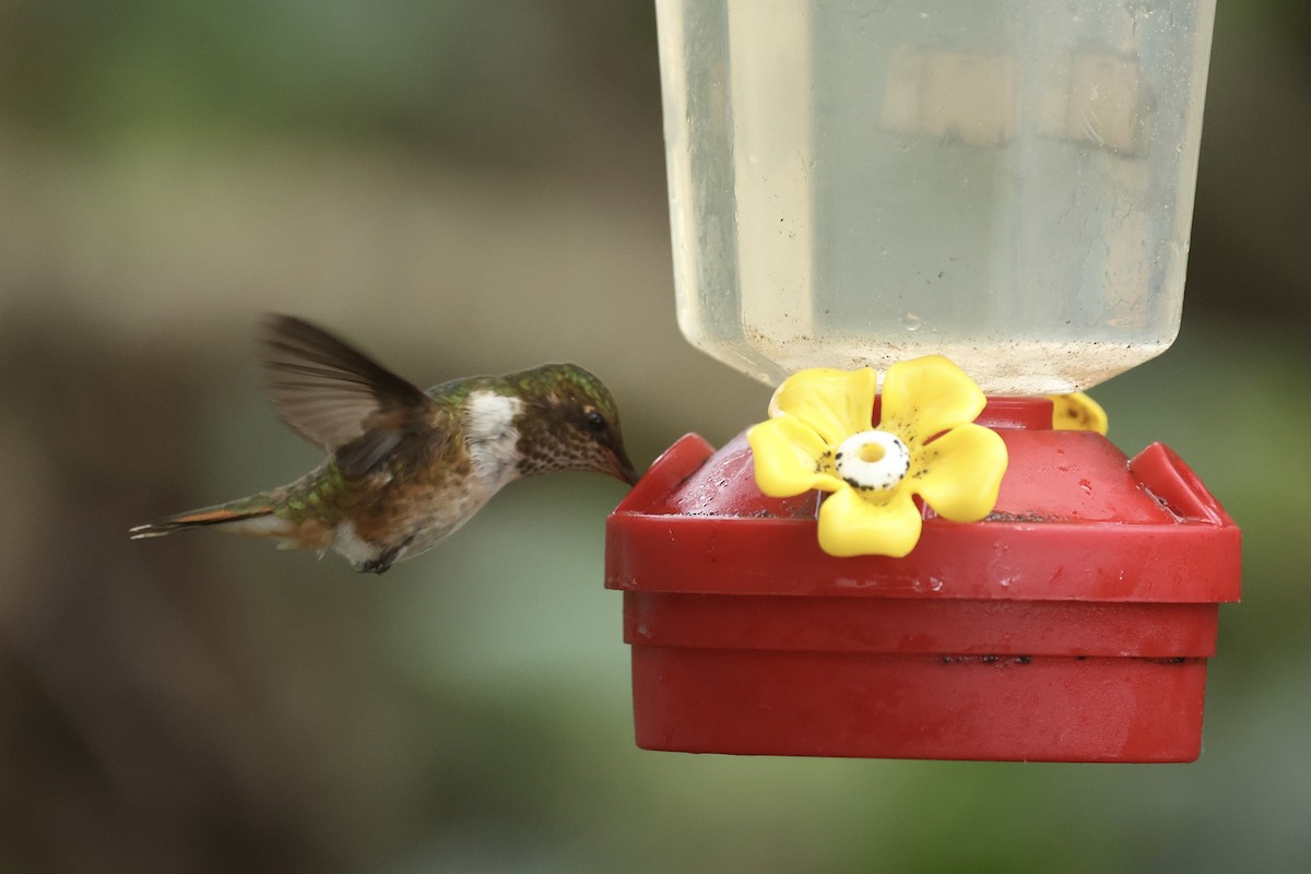 Volcano Hummingbird - ML628871334