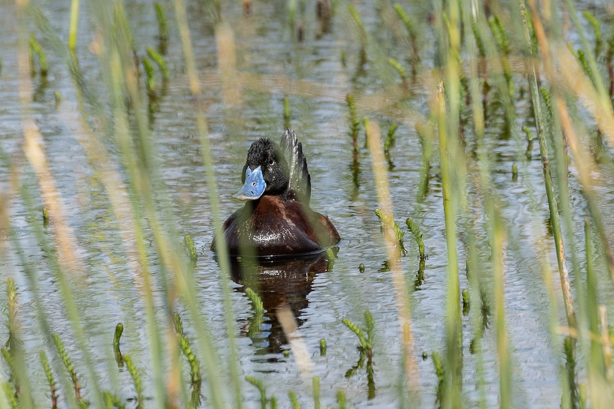 Lake Duck - ML628871428