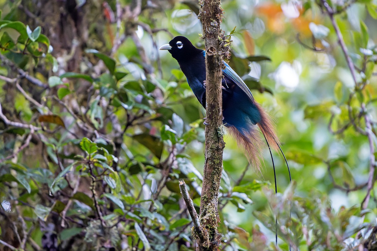 Blue Bird-of-Paradise - ML628871449
