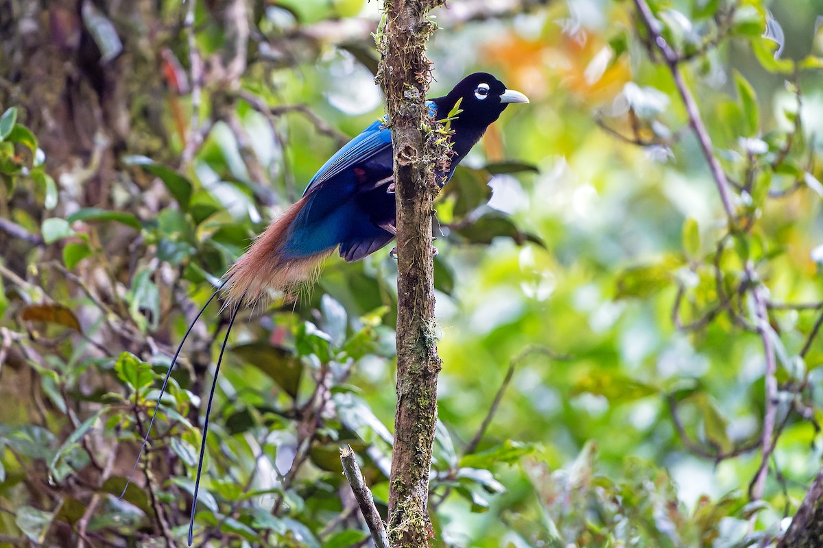 Blue Bird-of-Paradise - ML628871450