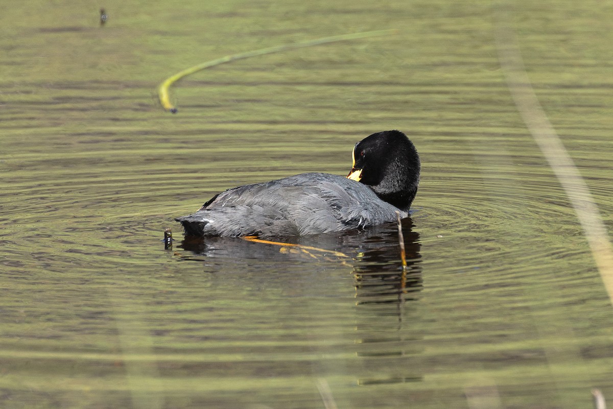 Red-gartered Coot - ML628871452