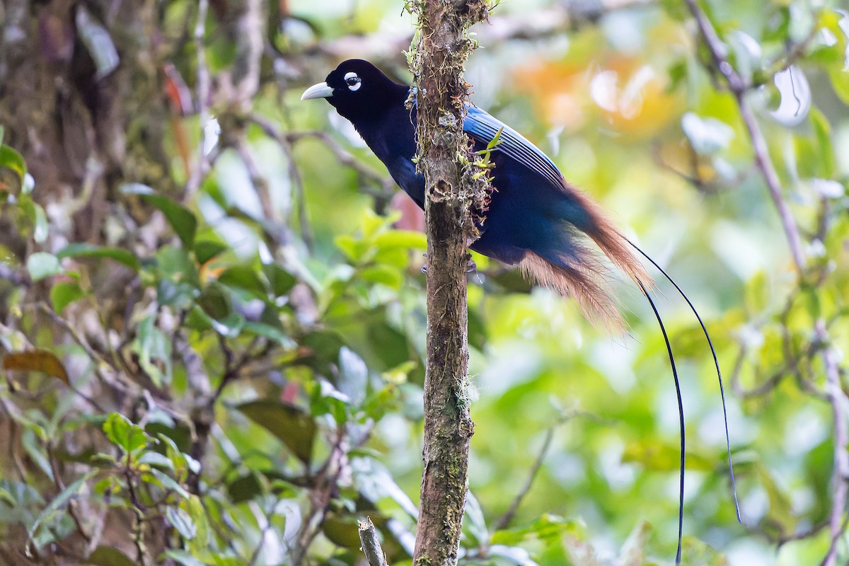 Blue Bird-of-Paradise - ML628871453