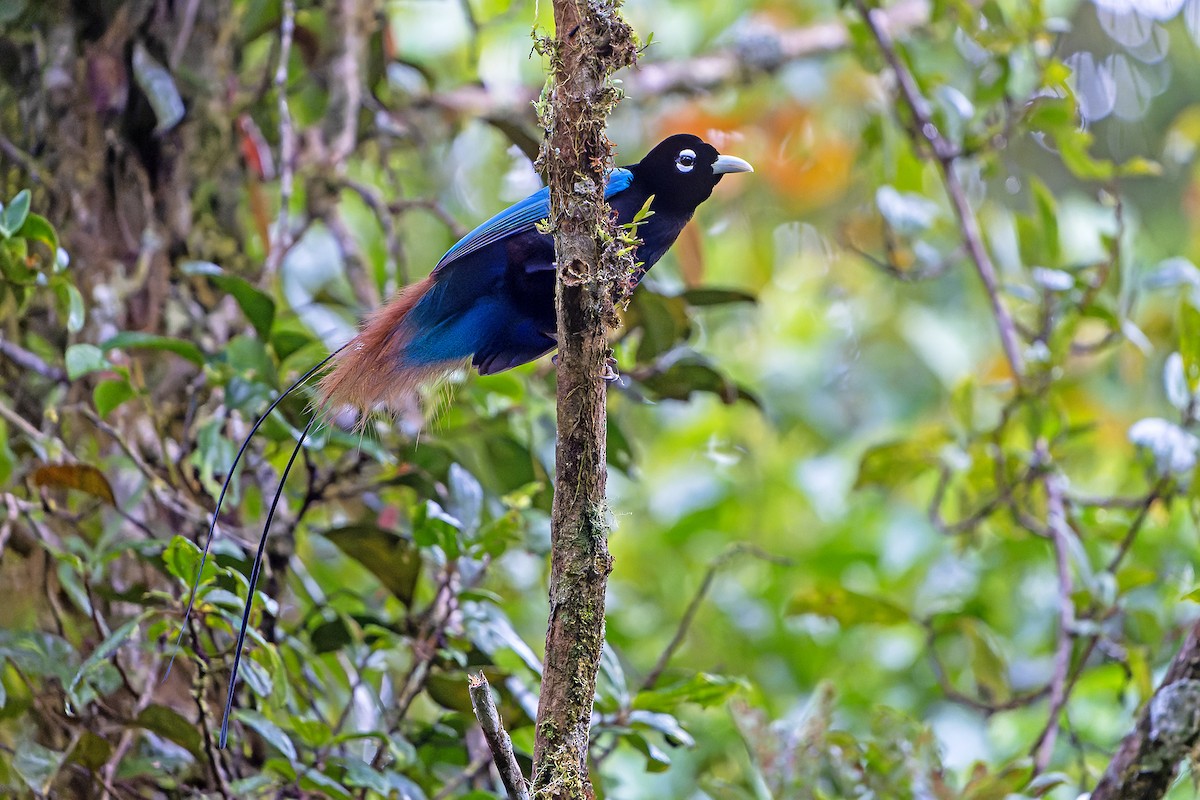 Blue Bird-of-Paradise - ML628871454