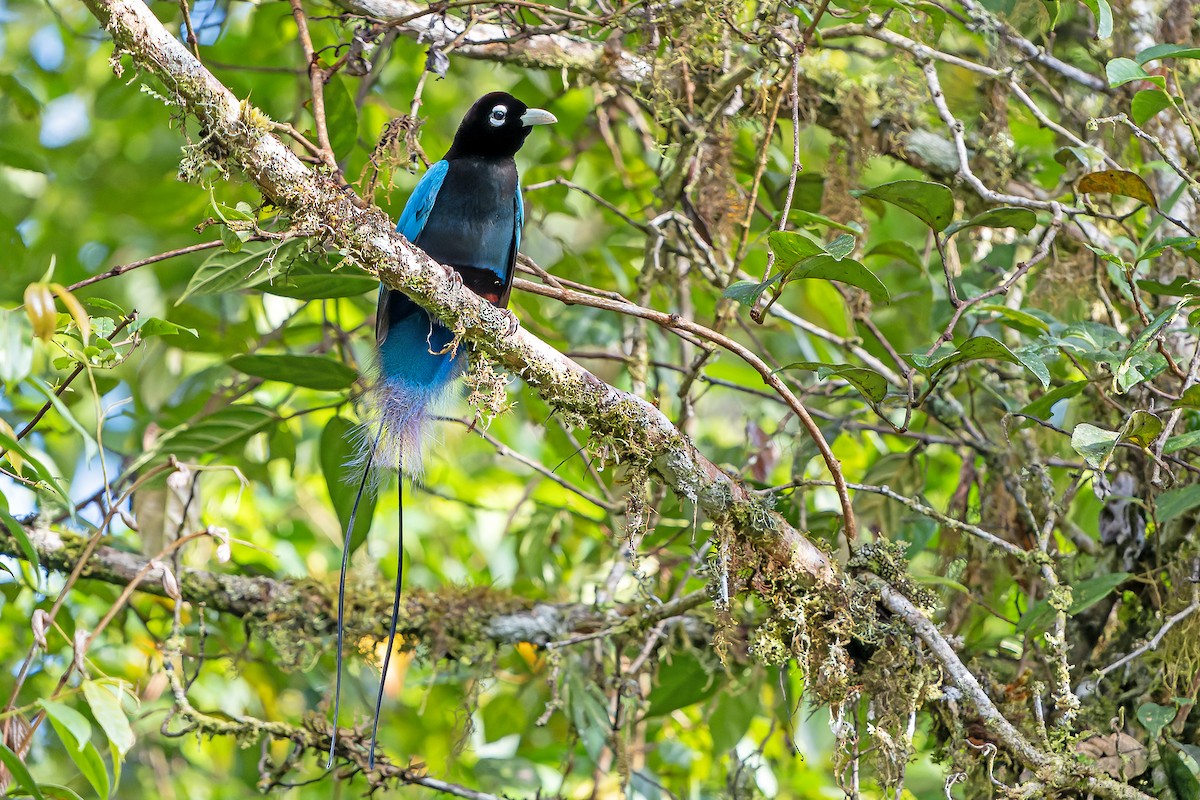 Blue Bird-of-Paradise - ML628871455