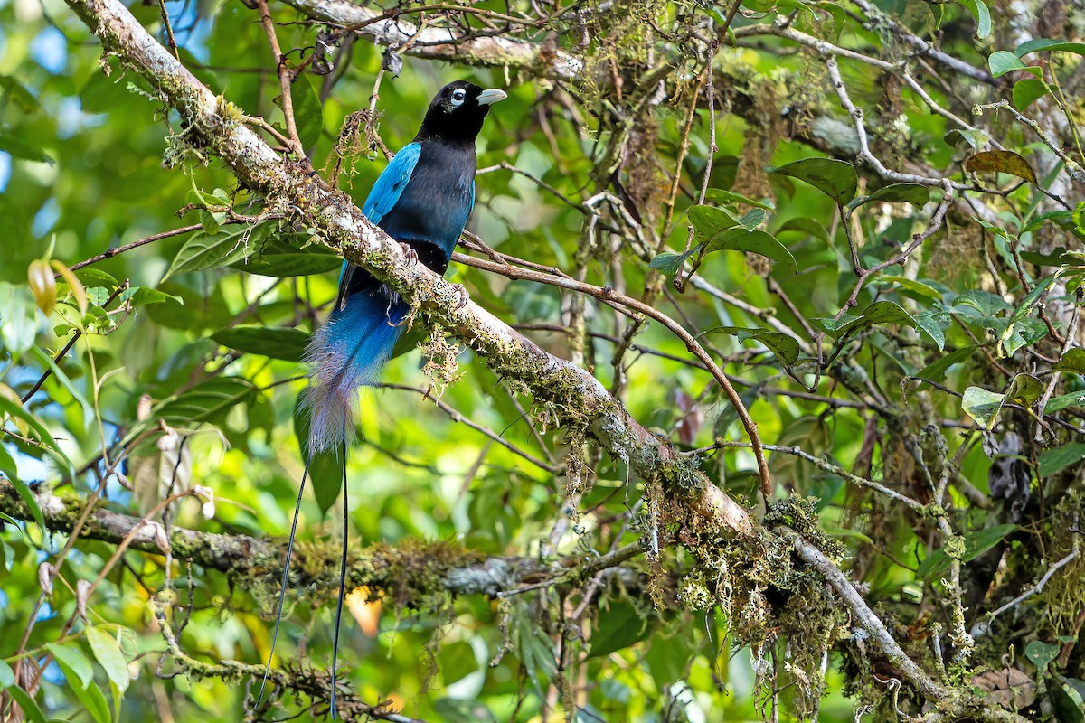 Blue Bird-of-Paradise - ML628871456