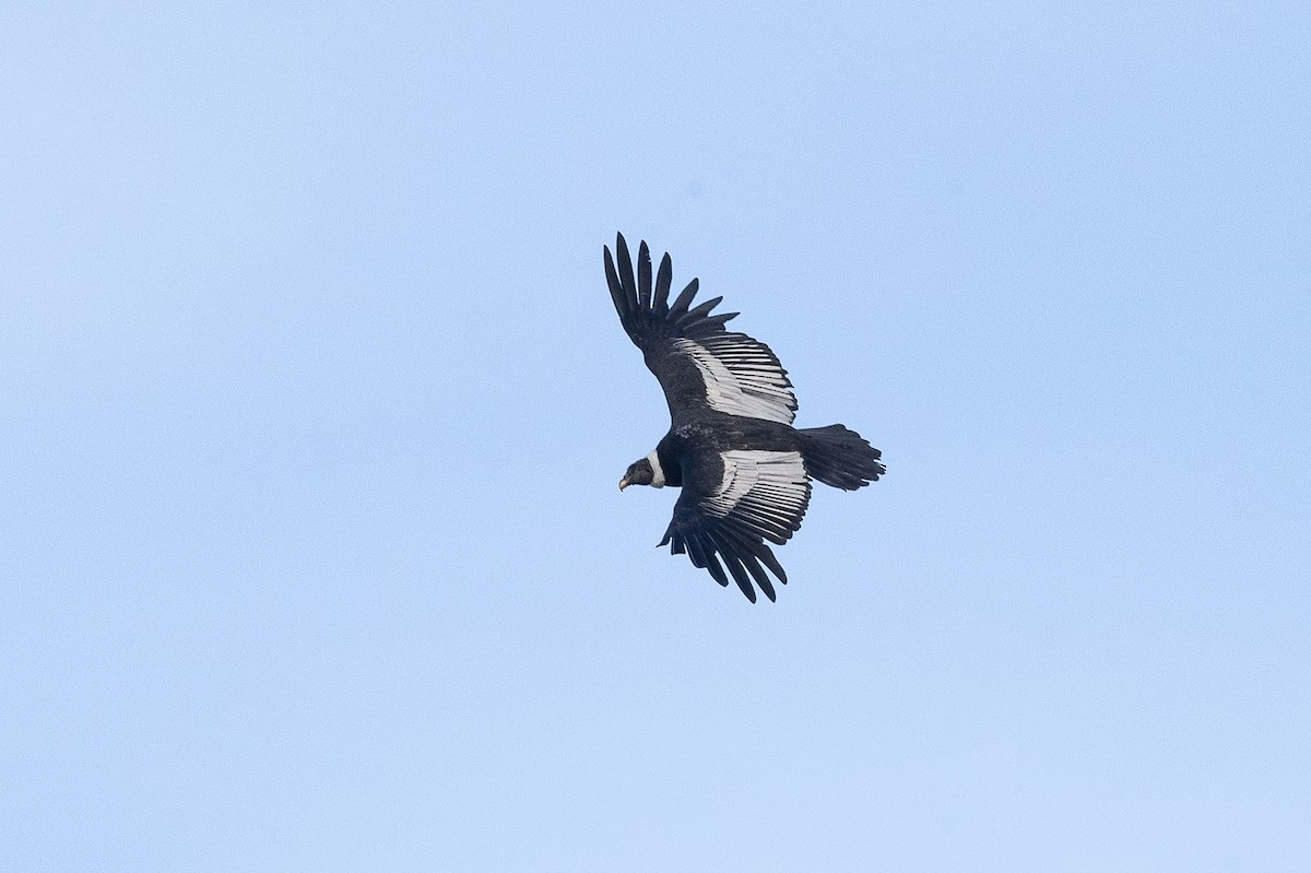 Andean Condor - ML628871475