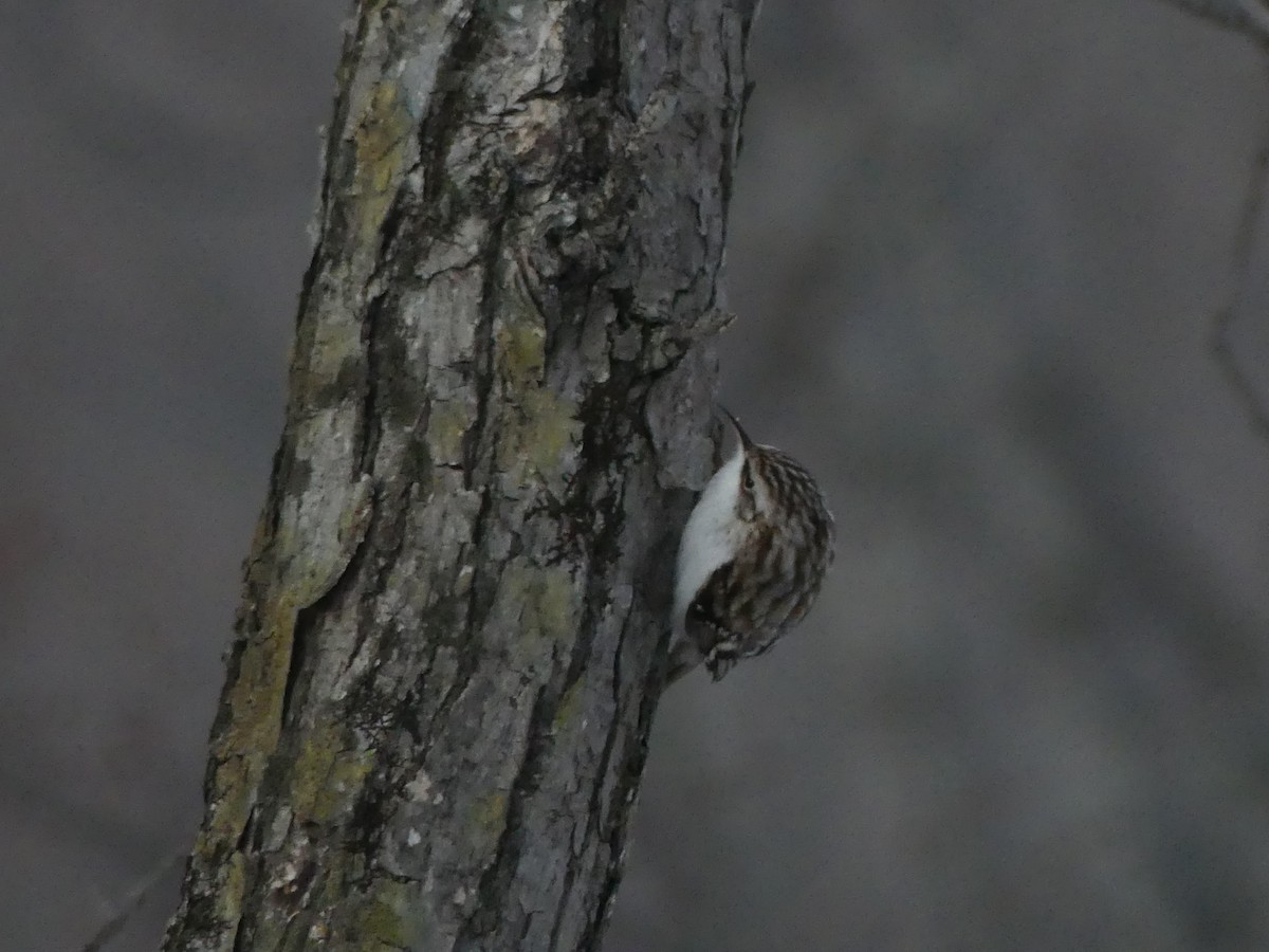 Grimpereau des bois - ML628871488