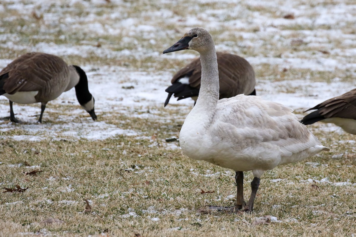 Trumpeter Swan - ML628871573