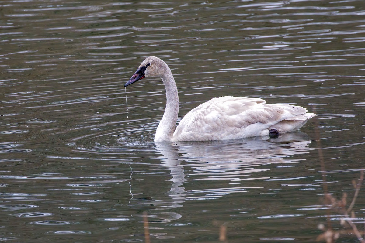 Trumpeter Swan - ML628871574