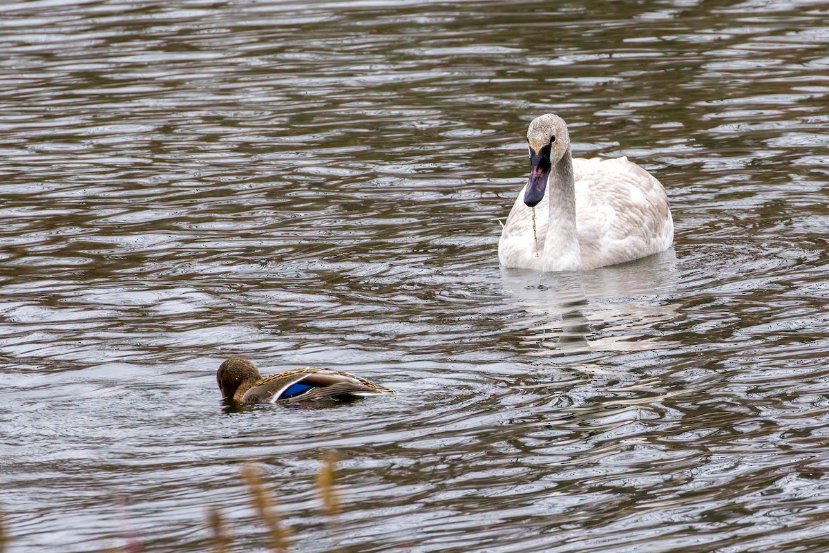 Trumpeter Swan - ML628871576