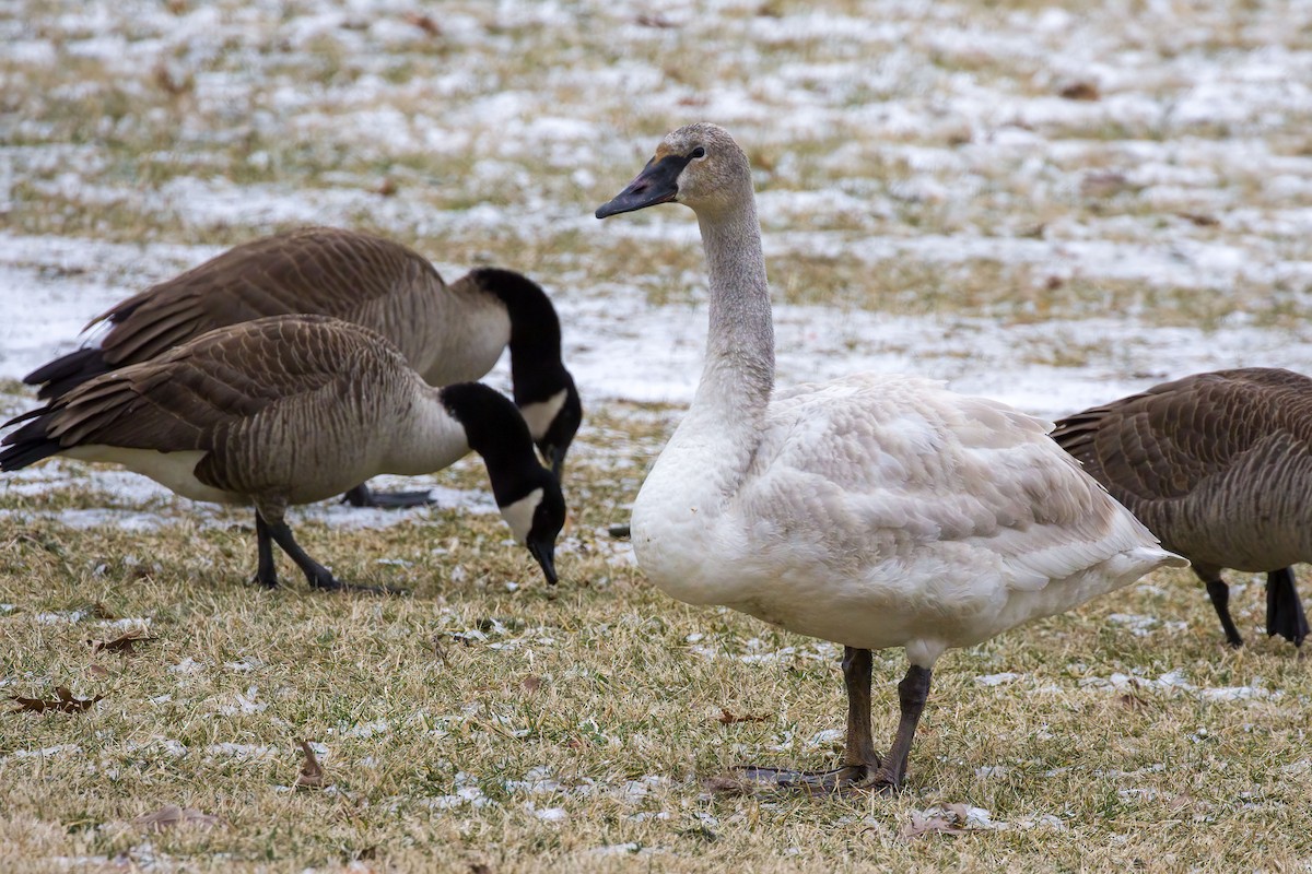 Trumpeter Swan - ML628871578