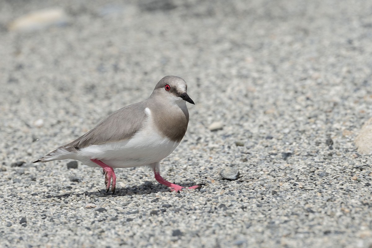 Magellanic Plover - ML628871580