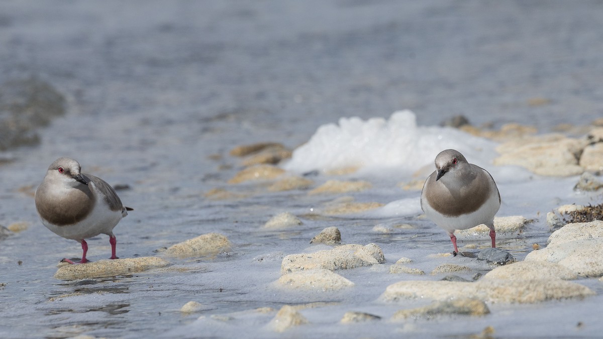 Magellanic Plover - ML628871581