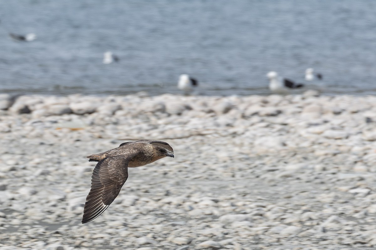 Chilean Skua - ML628871592