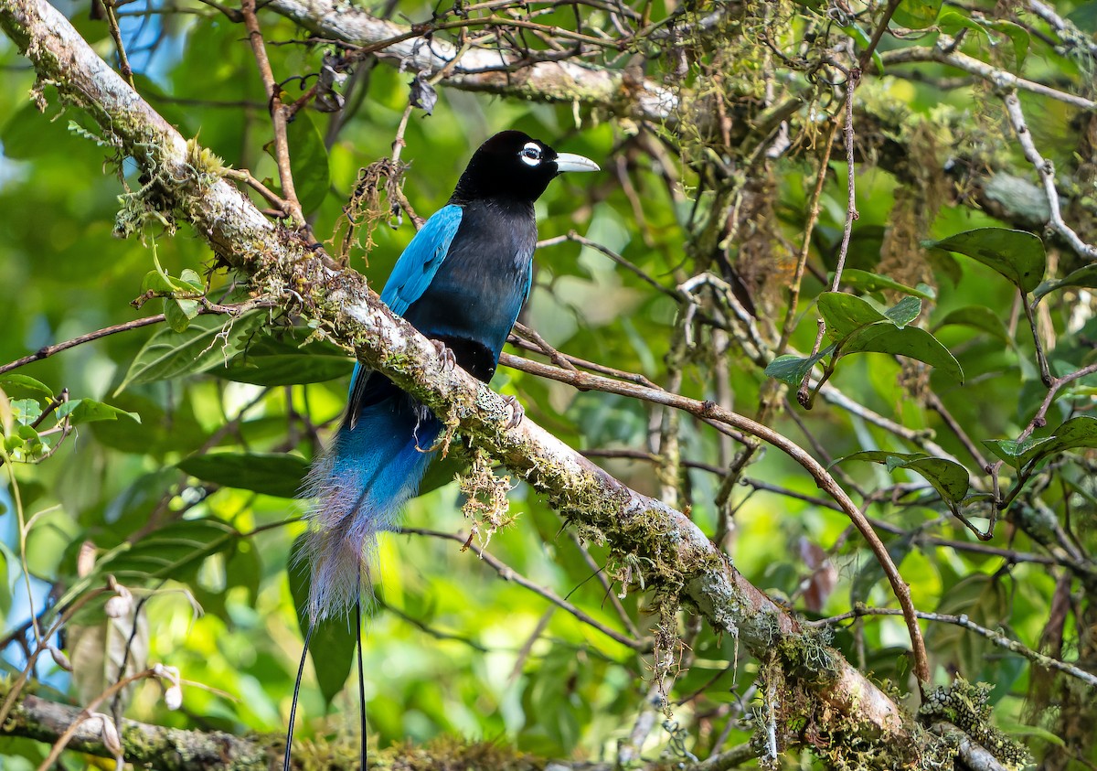 Blue Bird-of-Paradise - ML628871611