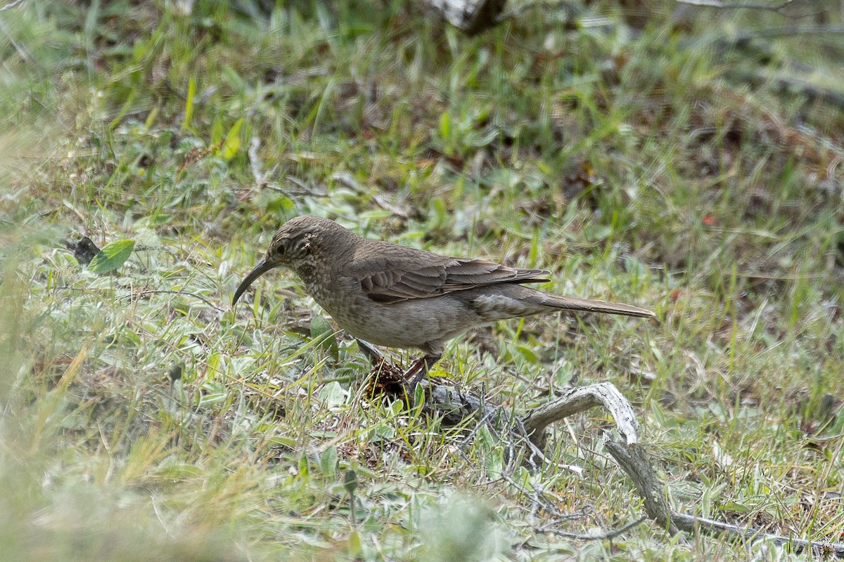 Scale-throated Earthcreeper - ML628871639