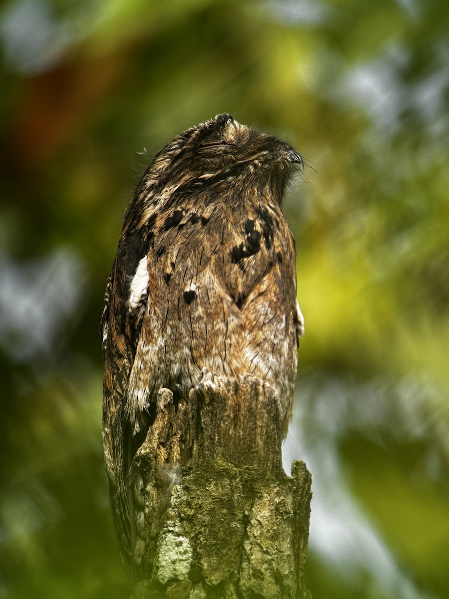 Common Potoo - ML628871679
