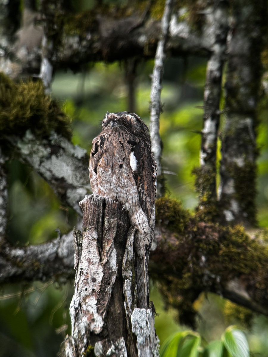 Common Potoo - ML628871680
