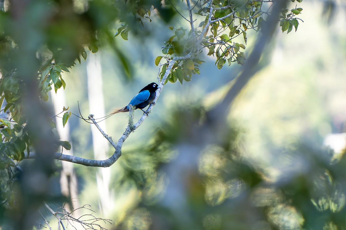 Blue Bird-of-Paradise - ML628871681