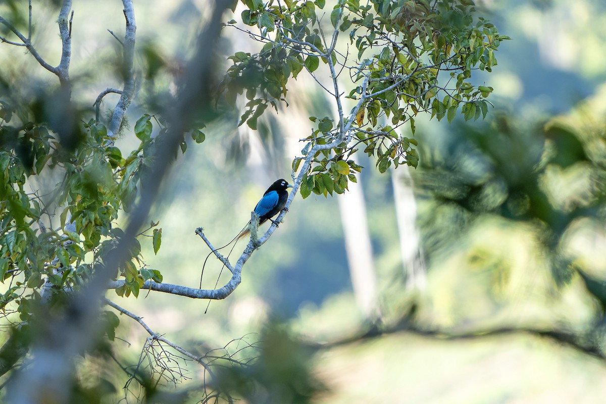 Blue Bird-of-Paradise - ML628871682