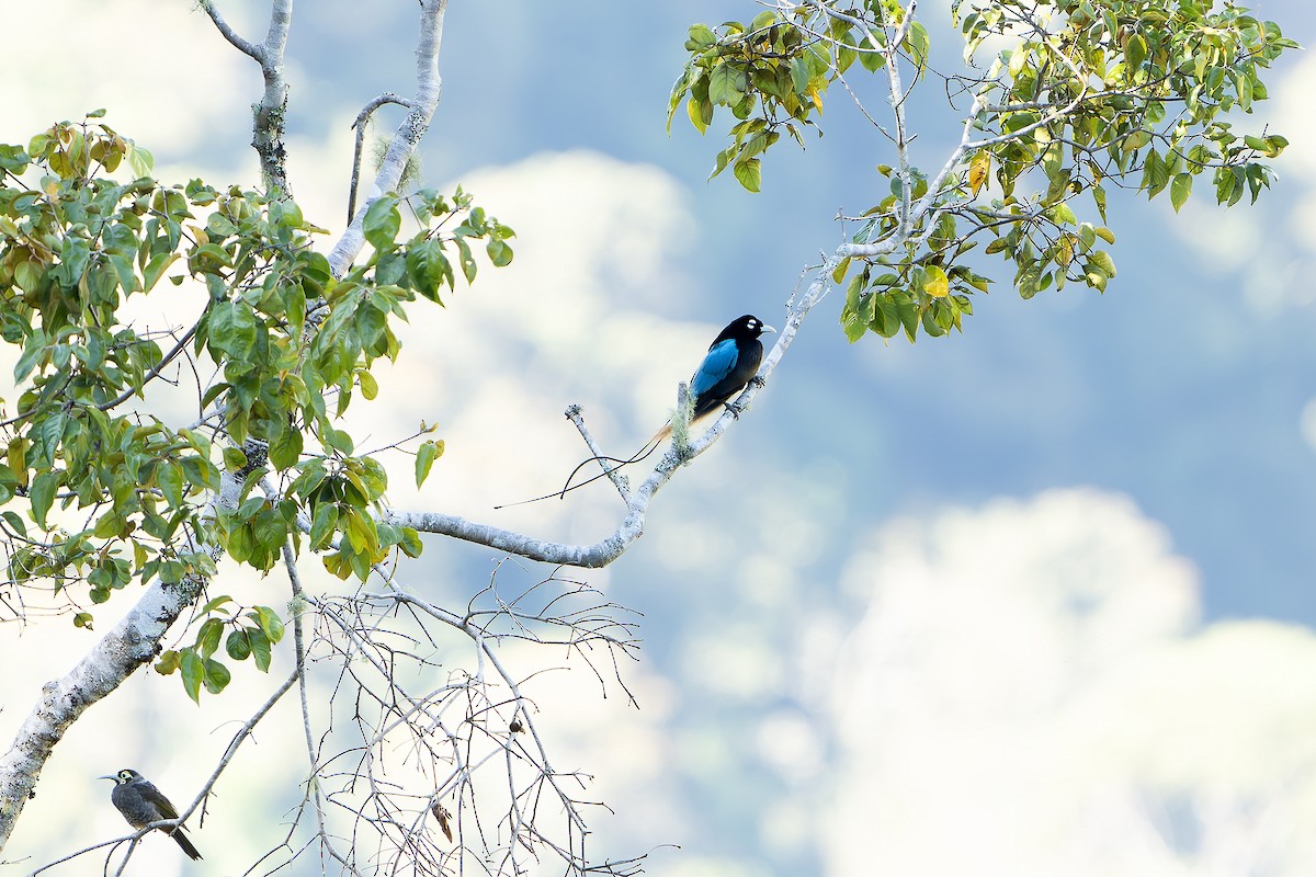 Blue Bird-of-Paradise - ML628871685