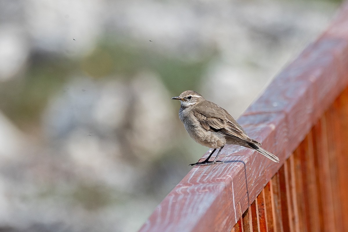 Buff-winged Cinclodes - ML628871695