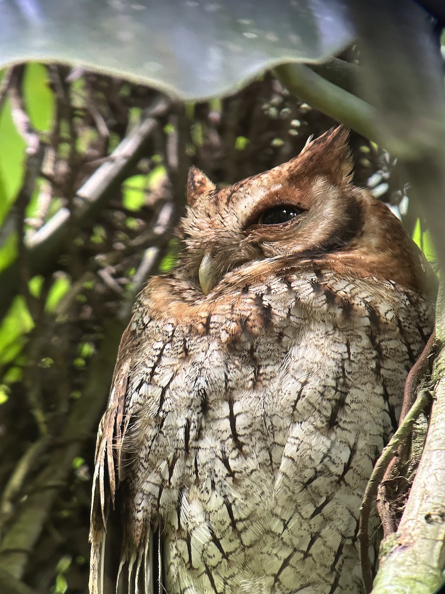 Tropical Screech-Owl - ML628871696