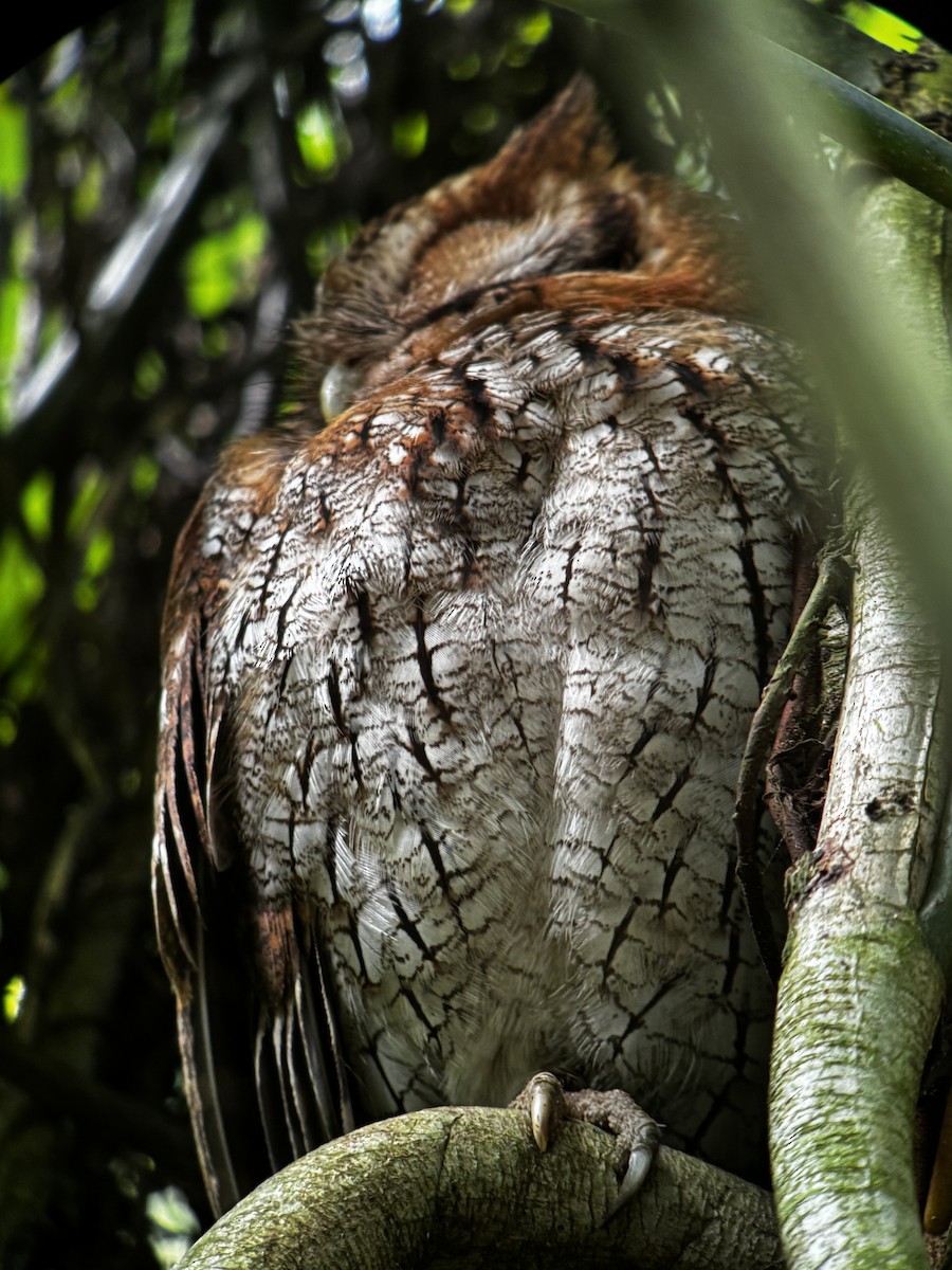 Tropical Screech-Owl - ML628871697