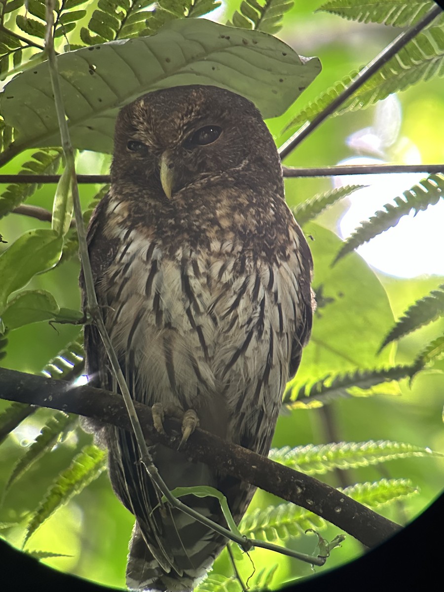 Mottled Owl - ML628871707