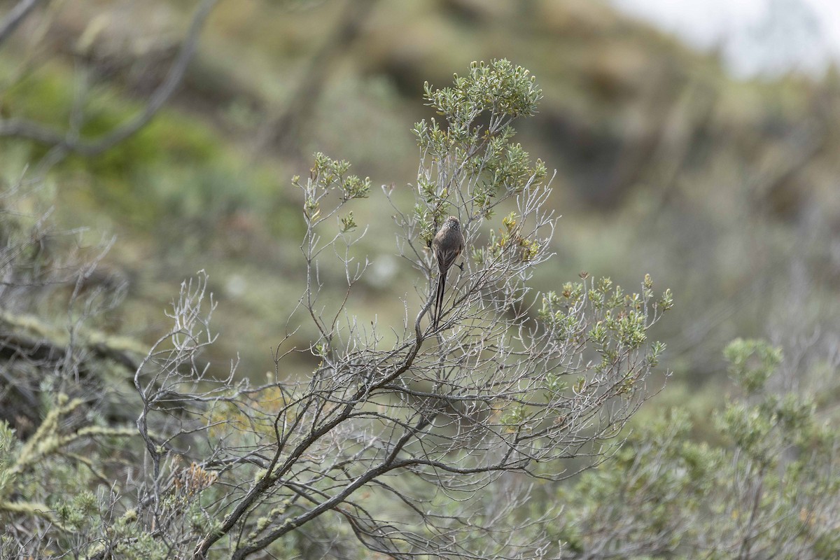 Plain-mantled Tit-Spinetail (pallida) - ML628871716