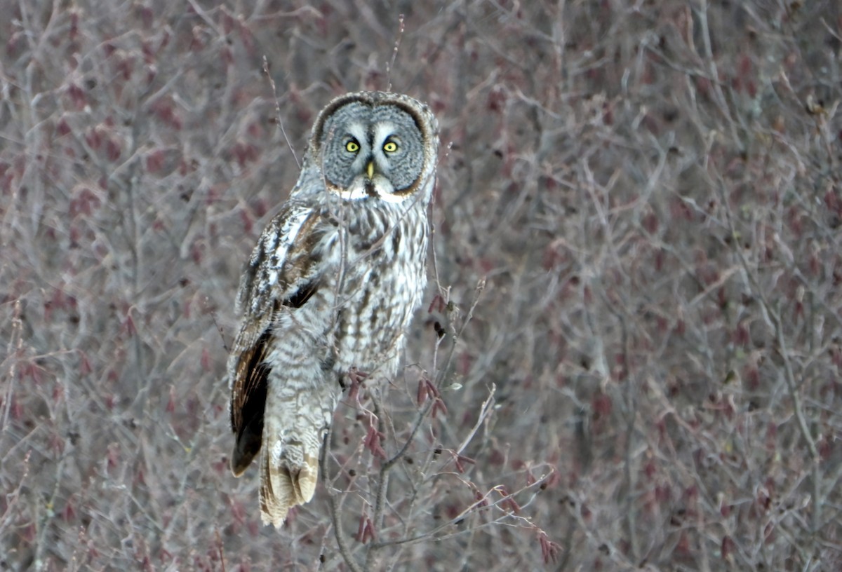 puštík vousatý - ML628871735