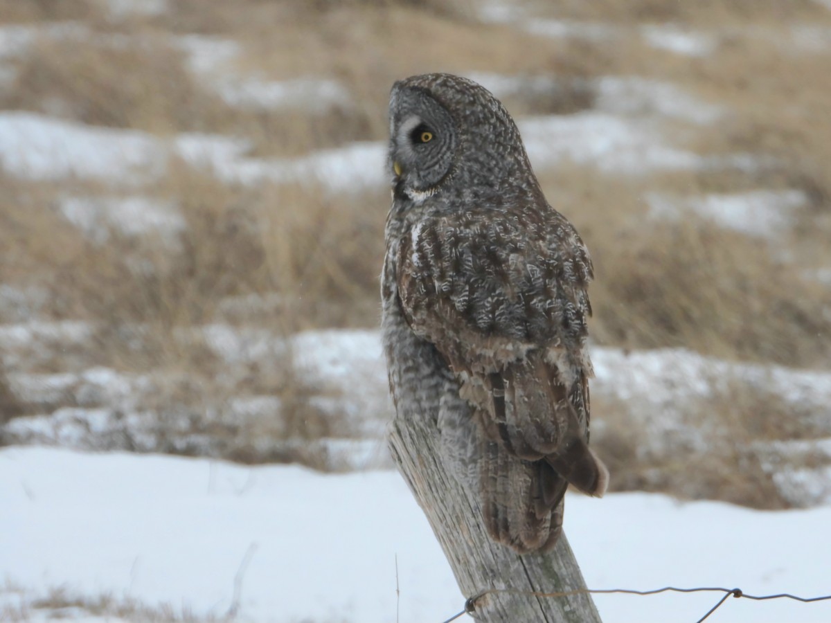 puštík vousatý - ML628871736