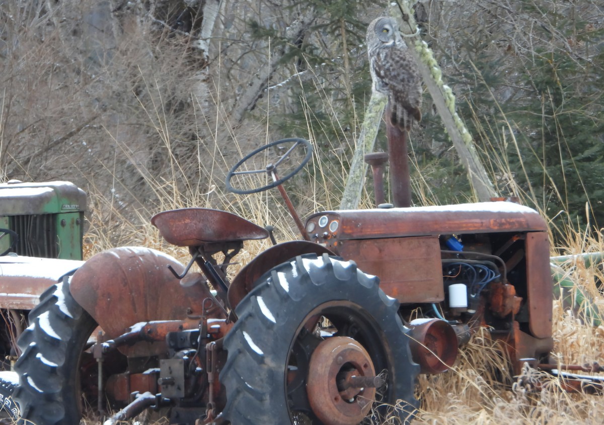 puštík vousatý - ML628871738