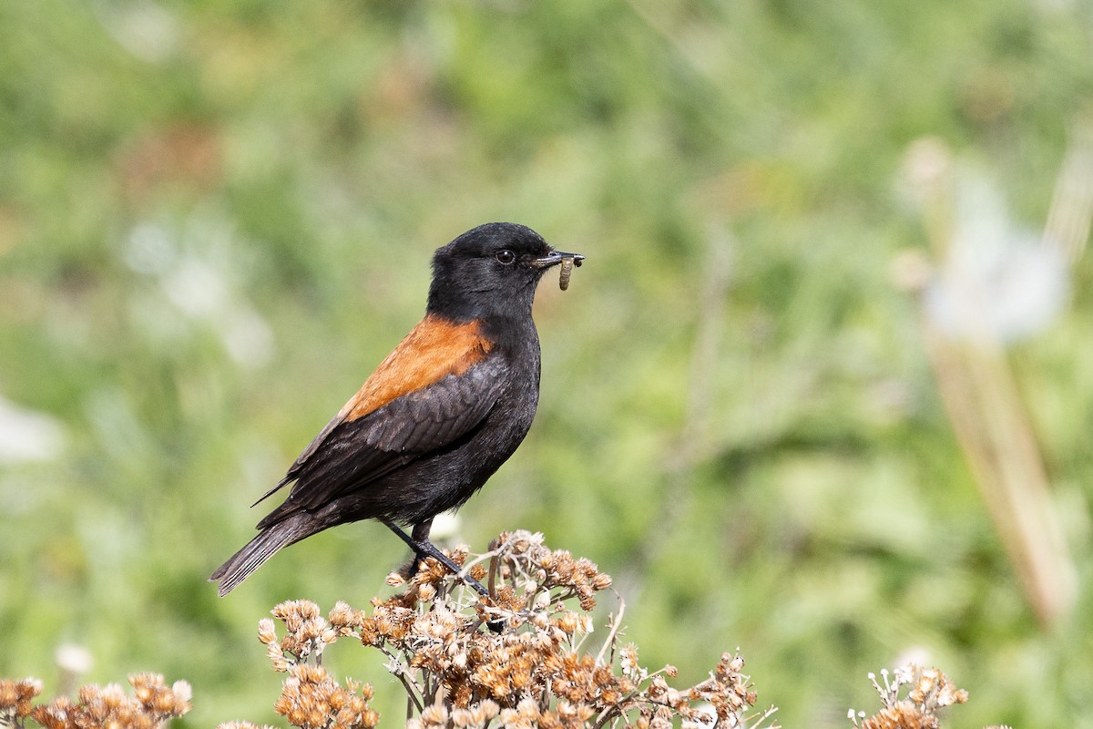 Austral Negrito - ML628871767