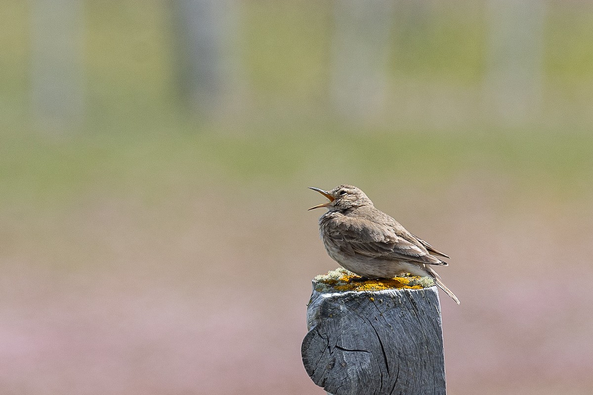 Common Miner (Patagonian) - ML628871784
