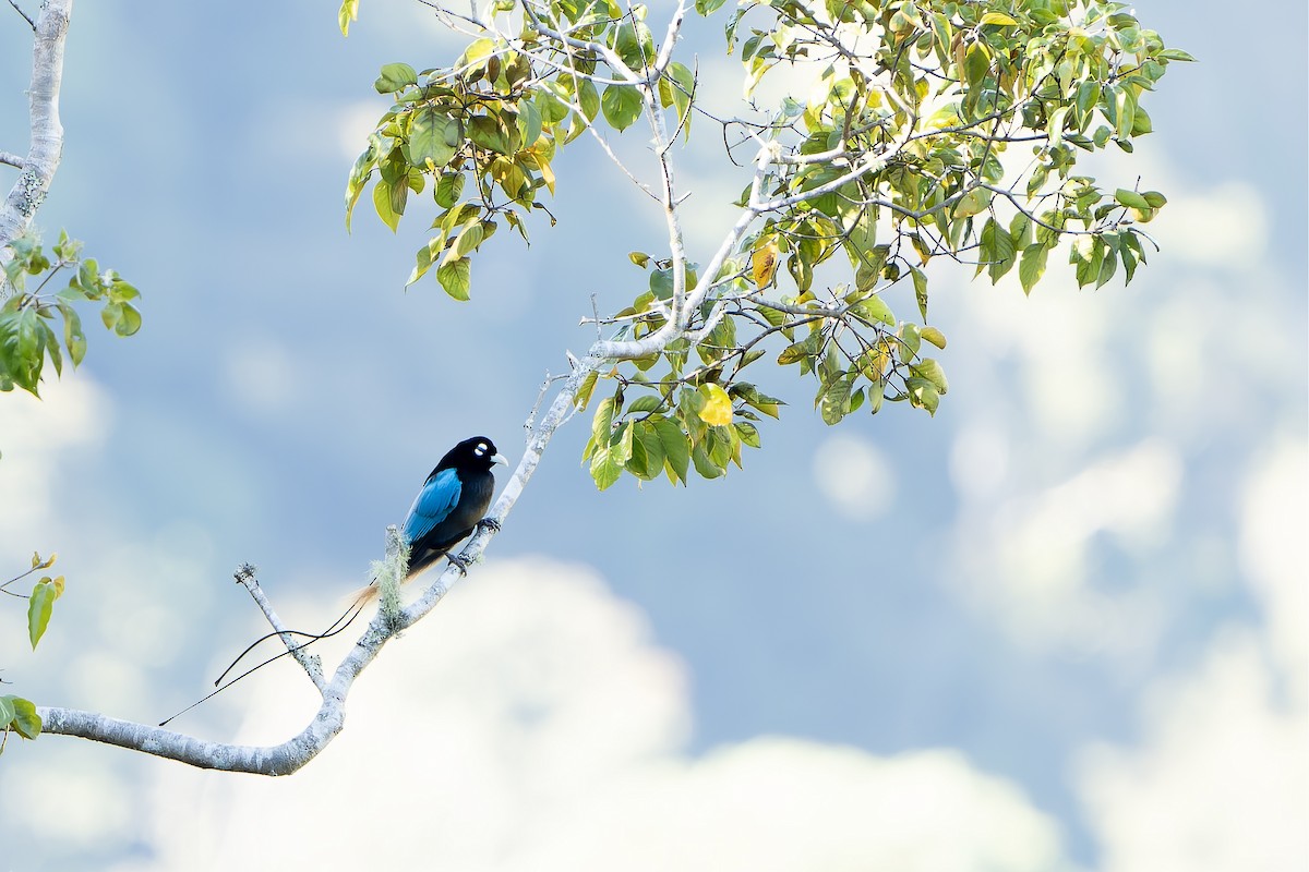 Blue Bird-of-Paradise - ML628871820