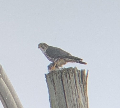 Merlin - ML628871821