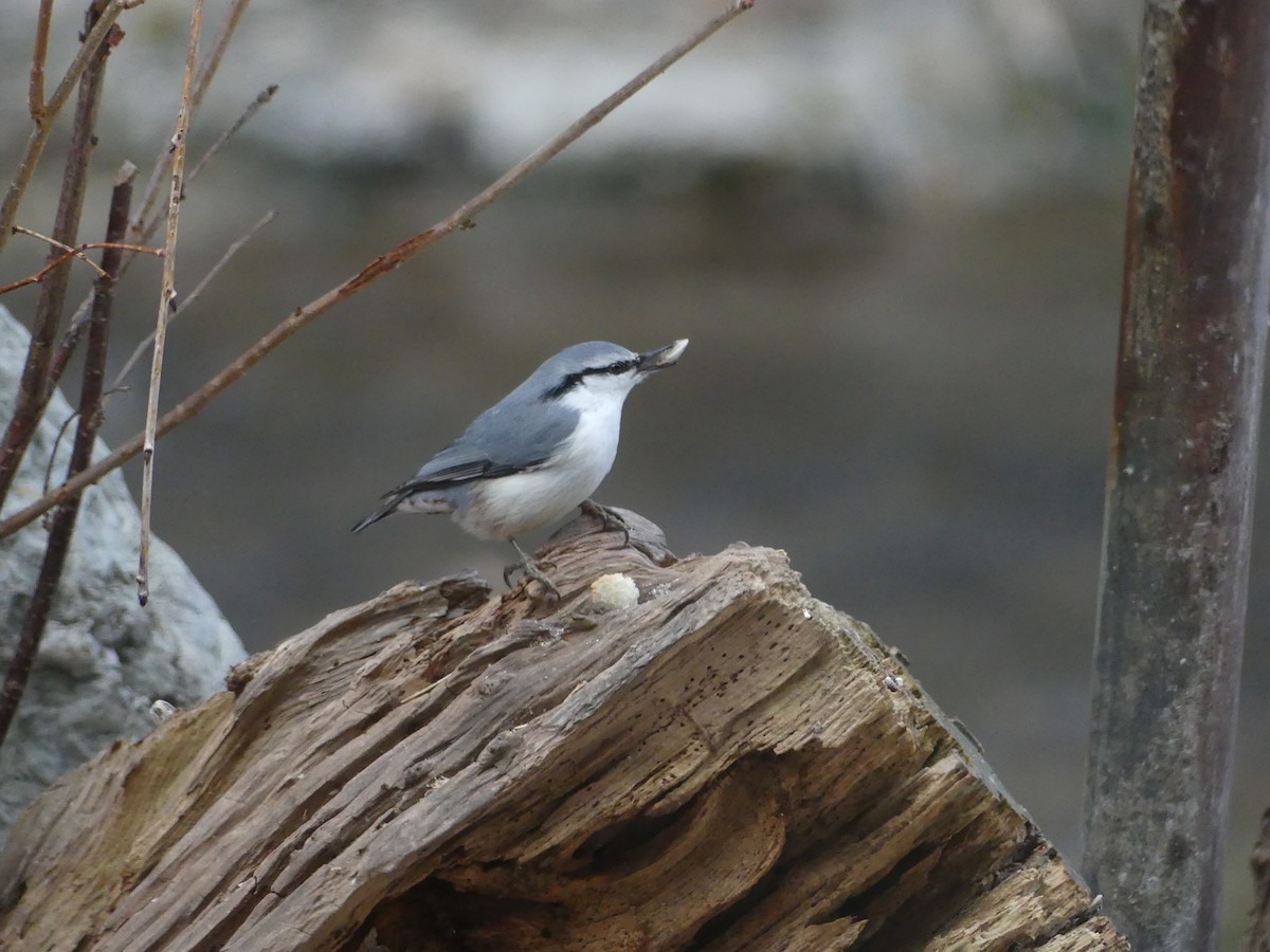 Eurasian Nuthatch (White-bellied) - ML628871874